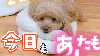 【TikTokでバズったシリーズ】あの話題のトイプードルです♪ #Shorts