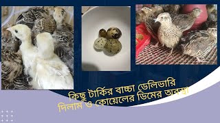 টার্কি ও কোয়েল পালন - নতুন খামারিদের জন্য সহজ গাইড! লাভজনক পোল্ট্রি ব্যবসা শুরু করুন!