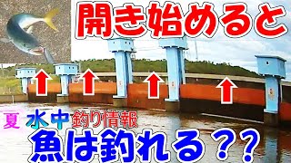 水門が開くと魚は釣れる？【週刊 水中釣り情報】