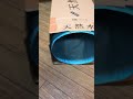 tuxedo cat🐈ざきおくんの体当たり🐈‍⬛白黒猫とアメショ雑種あおい