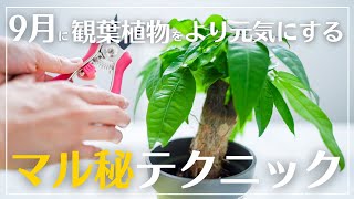 【観葉植物を秋だからこそ剪定】もしゃもしゃパキラをスッキリ整える