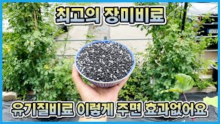 정원에 유기질비료 이렇게 주세요!! 장미비료 주는 시기!!