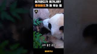 화난 아기판다 루이바오🐼🌿 남천나무를 찾아 떠난 이유는?!🔥