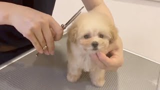 ✂️ Fast Grooming ✂️ Puppies trimming for the first time #short