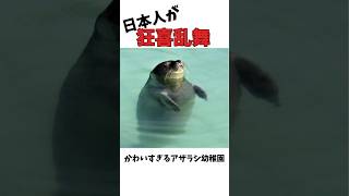 「かわいすぎるアザラシ幼稚園に日本人は狂喜乱舞」についての雑学 #日常雑学 #アザラシ幼稚園#seal  #sealife