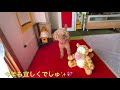 🐯今年のマリーちゃんの抱負は⁉️🎤✨【トイプードル】