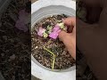 10 days of growing bougainvillea plants with aloe vera shorts