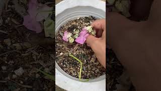 10 days of growing Bougainvillea plants with Aloe Vera #shorts