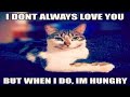 50 Hilarious Cat Memes for Feline Fanatics - cute cats