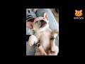 【面白い動画】 かわいい猫 かわいい犬 最も面白いペットの動画 3