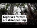 Loss of Trees in Nigeria Puts Lives at Risk