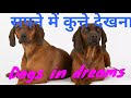 dogs in dreams.sapne me kutte dekhna. seeingdogsindream