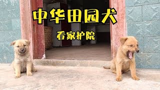 作为中华田园犬，若寻个好人家，便能终其一生给主人看家护院！【一只不平凡的猪哼哼】