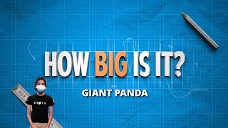 ESTV | How Big Is The Giant Panda?