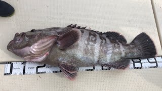 巨大魚マハタを捌く！対馬で釣った記録魚96cm13.5kgのマハタを一般家庭のキッチンで捌く！