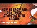 How to Grow Red Oak Trees From Planting Acorns - Full Video