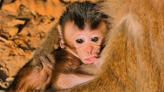 Unbelievable Story! Oldest Queen  Mother Monkey is Big Belly fully of fresh milk | MONKEY Jenifer