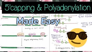 5' Capping and Polyadenylation (mRNA Processing)