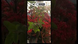 #Kalanchoe plants #beautiful red color flowers