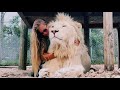 CUDDLING WITH A HUGE WHITE LION