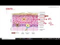 relevant skin anatomy ii robbins 10th e ii skin ii pathology lectures ii systemic pathology