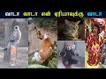 இந்த பஸ்சுக்காண்டில்லா சூனா பானா Wait Pandradha Erukku | ANIMALS FUN TROLL - NK TAMIL CHANNEL