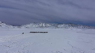 雪の原野に集う野生動物　甘粛省アクサイ・カザフ族自治県