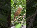 #shorts The joy of the chinese Hwamei bird singing melodiously