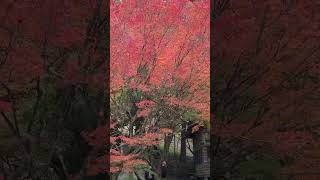 仁比山神社の紅葉②