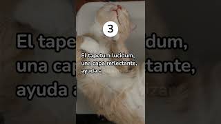 Las 5 razones por las que los gatos ven en la oscuridad  #viralvideo