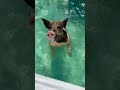 swimming pigs of bahamas exuma bahamas