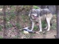 wolves 魚を守るショウ~秋の特別メニューで鮭をもらったシンリンオオカミ