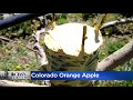 2 coloradans 20 year search for extinct fruit the colorado orange apple finally pays off