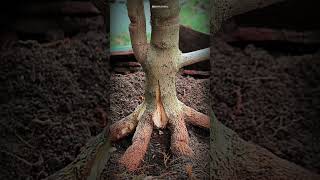 Bonsai Sancang Trunk Enlargement Tricks #Shorts