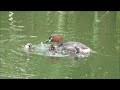 カイツブリ子育て（3）給餌 little grebe