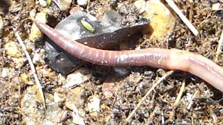 Common Earthworm - Lumbricus terrestris - Skoskir ánamaðkar - Stóriáni - Jarðvegsormar