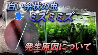 水槽のガラス面にいる白い糸状の虫「ミズミミズ」の発生原因について