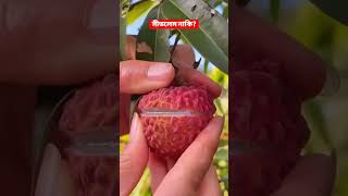 সীডলেস লিচু Seedless lychee #villagegarden #shortvideo #lychee #seedlesslychee