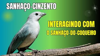 😃SANHAÇO-CINZENTO (Thraupis sayaca) em ATIVIDADE no COMEDOURO.