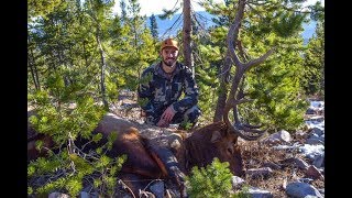 Killing a Bugling Bull in Late October - Wyoming General Season Elk Hunt