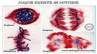 meiosis doc 3