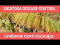 SIGATOKA DISEASE CONTROL IN BANANA PLANTATION