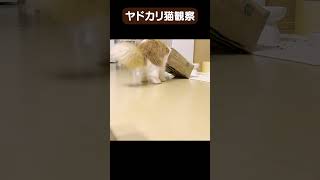 ヤドカリ猫が現れたので観察してみた　#shorts