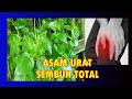 MANFAAT & CARA MENGOLAH DAUN SURUAN  UNTUK OBAT HERBAL | ASAM URAT JERAWAT  REMATIK