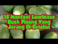 PINANG - MANFAAT BUAH PINANG UNTUK KESEHATAN #shorts #herbal #pertanian