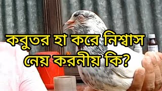 কবুতর হা করে নিশ্বাস নিলে যা করবেন।What to do if the pigeon sighs.