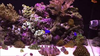 MY NEW REEF TANK SETUP WITH NEPTUNE APEX