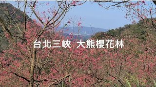 三峽 大熊櫻花林