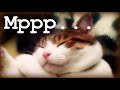 Умиротворяющее Мурлыканье if you love cats