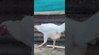 Another sethuva petta #gamefowls #trending #gp #konaseema #love #kodipunjunakshatram